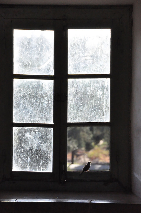 animals-looking-through-the-window-9