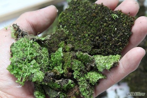 moss2__605