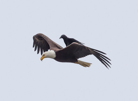 funny-animals-crow-riding-eagle-phoo-chan-5
