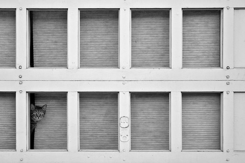 cat-waiting-window-53