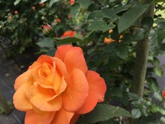 IMG_8536(1)