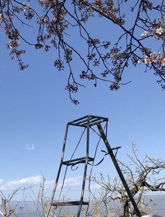 20200321すもも