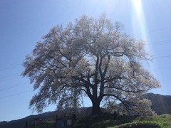 わに塚の桜
