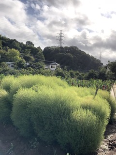 202009多摩