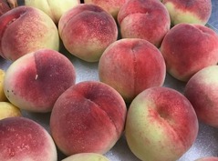 グランクリュの畑で一宮白桃