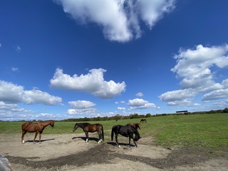 IMG_6591