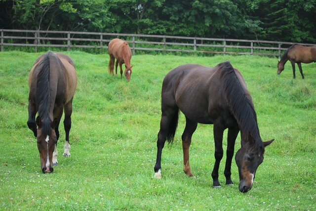 夢のお手伝い グランデラバーの会 夢のお手伝い グランデラバーの会