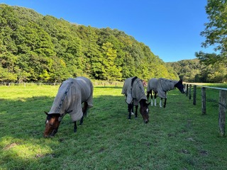 SIMG_0972