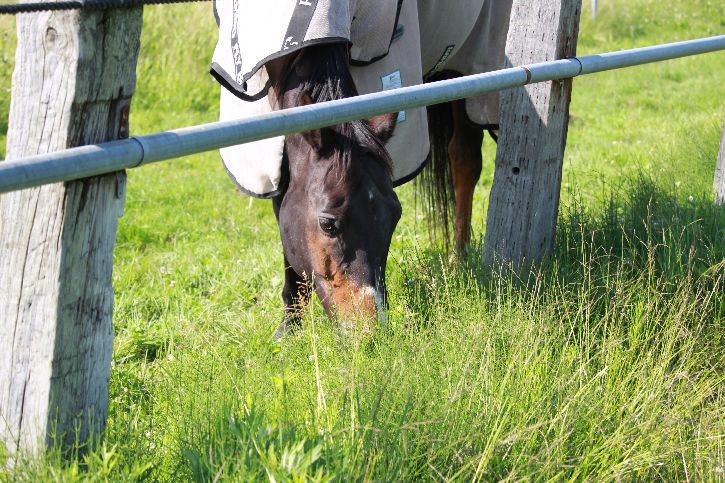 ハーブ グランデラバーの会