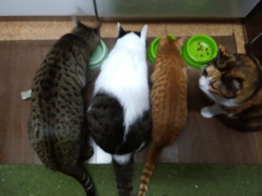 トレーディングはメンタリティ トレーダーズ グレイル