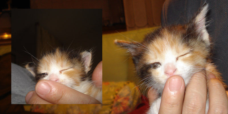 そういえば猫目小僧実写版は猫目くんがデブで大変なことになってます 銀河ぐらますガイド