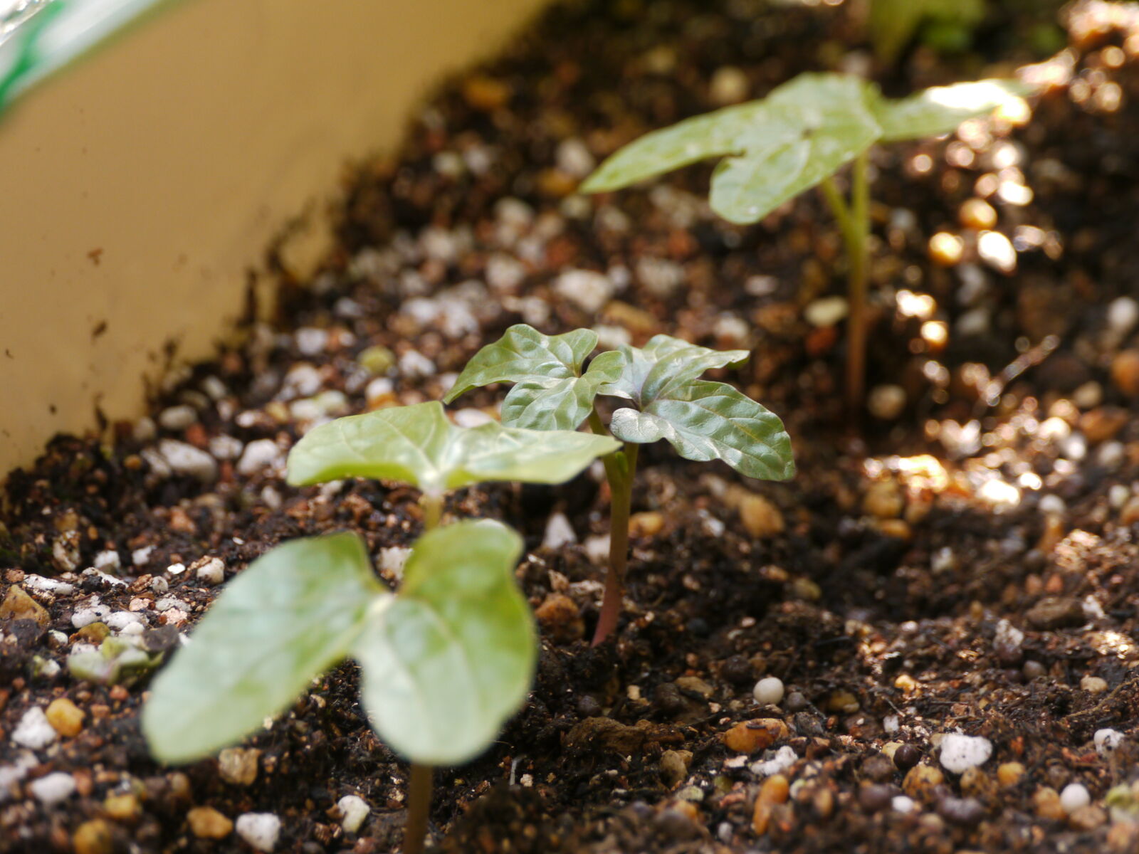 グレイプスウィズ園芸部 Grapes