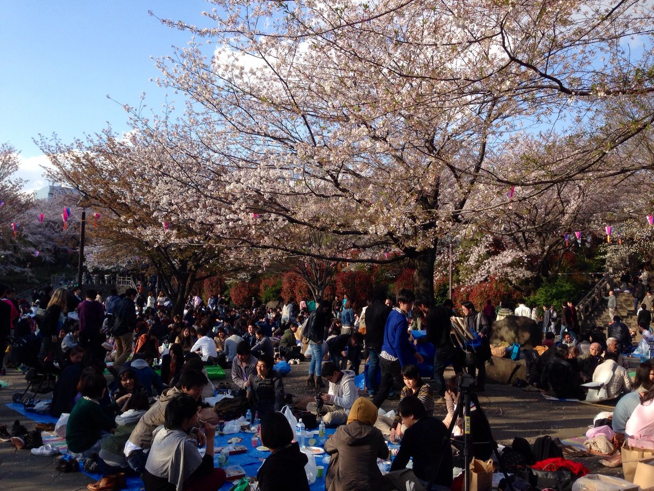 桑原幸一のブラジリアン柔術日記飛鳥山にお花見に行って来ました。