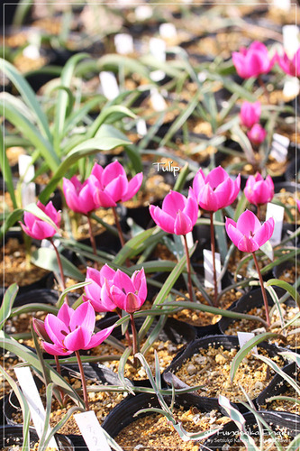 �պ���_4_14mar24