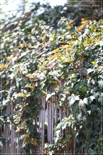 ����_�����в�_1