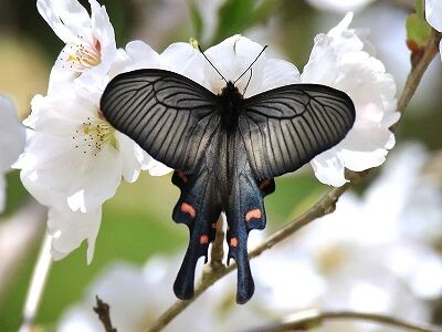 s-���㥳�������Ϻ���