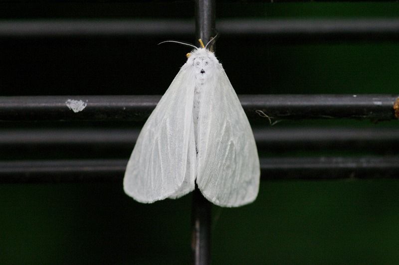 キアシドクガ ｍｙ蝶あるばむ