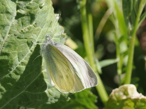 ��󥷥����祦����ҥᥪ�� (3)