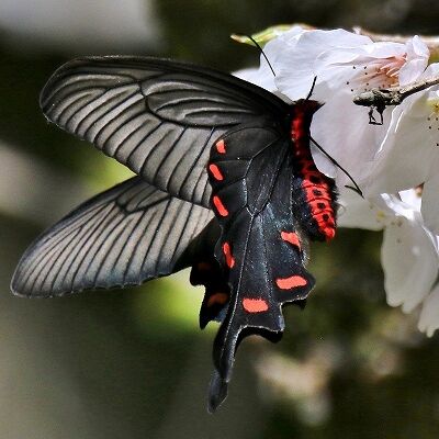 s-���㥳������