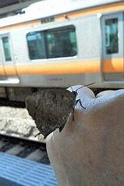 s-¡ý20200820152158¥à¥é¥Ä£±¥È¥ê£²Êä
