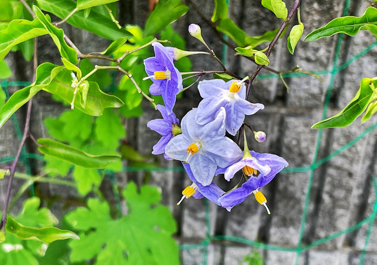ナスカの植物 Raspberry Bush Ii