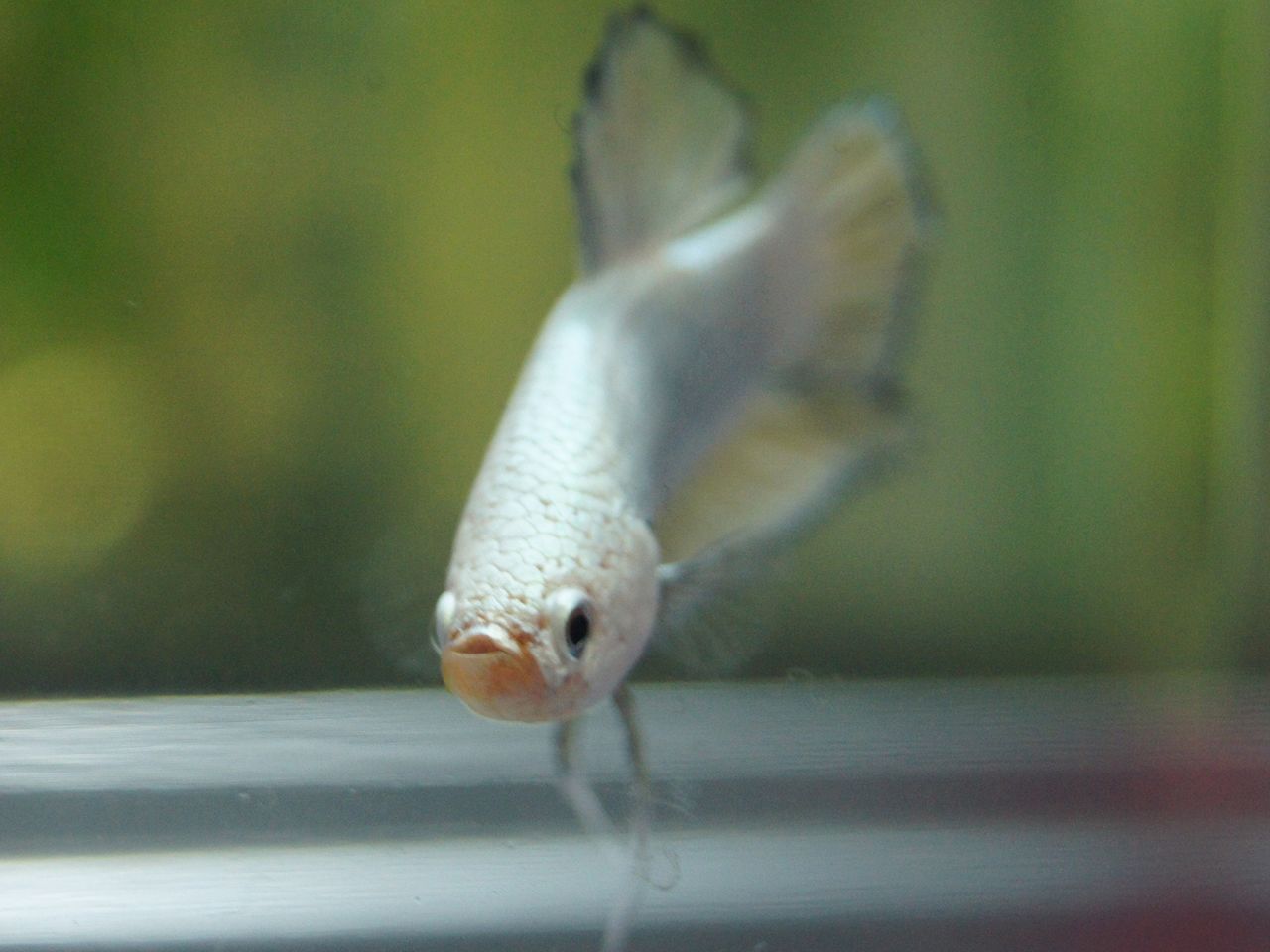 プラカット シルバー ベタ系 By Grc