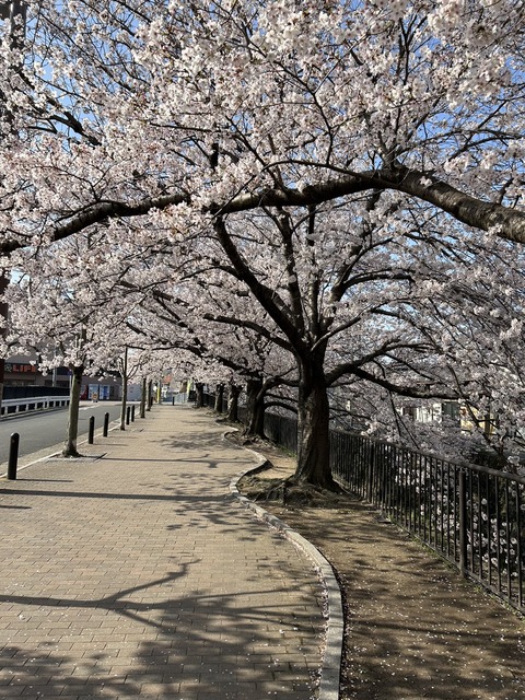 桜道