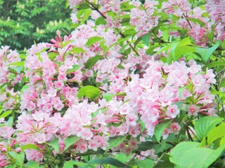 満開のタニウツギ