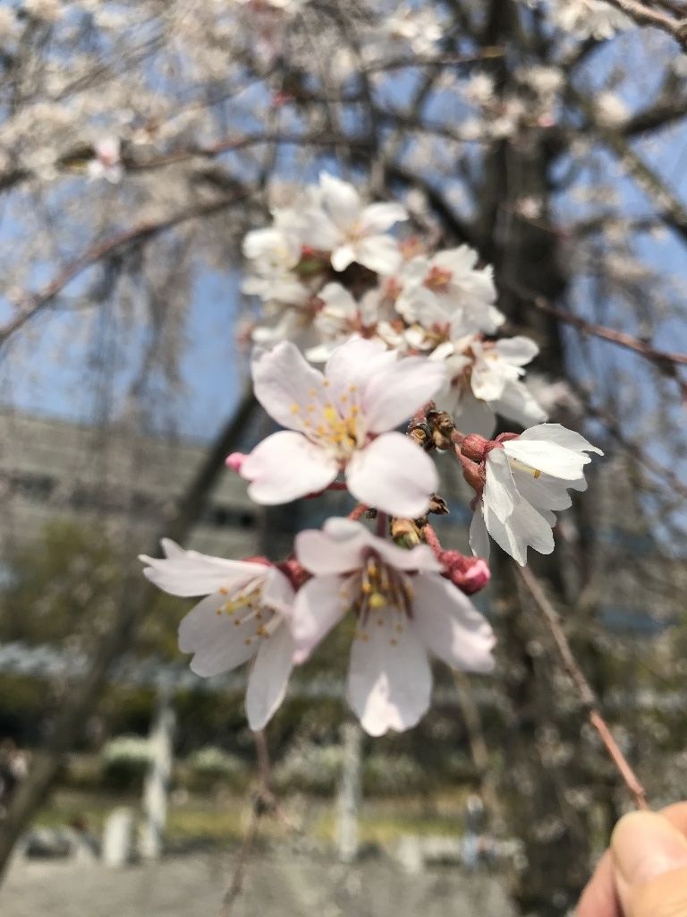 歴史の流れに咲き散る桜 ｇｇのにっきてふ