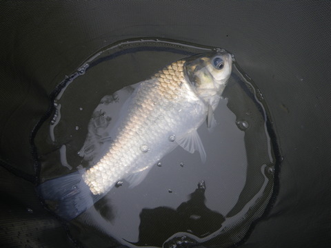 IMGP0815