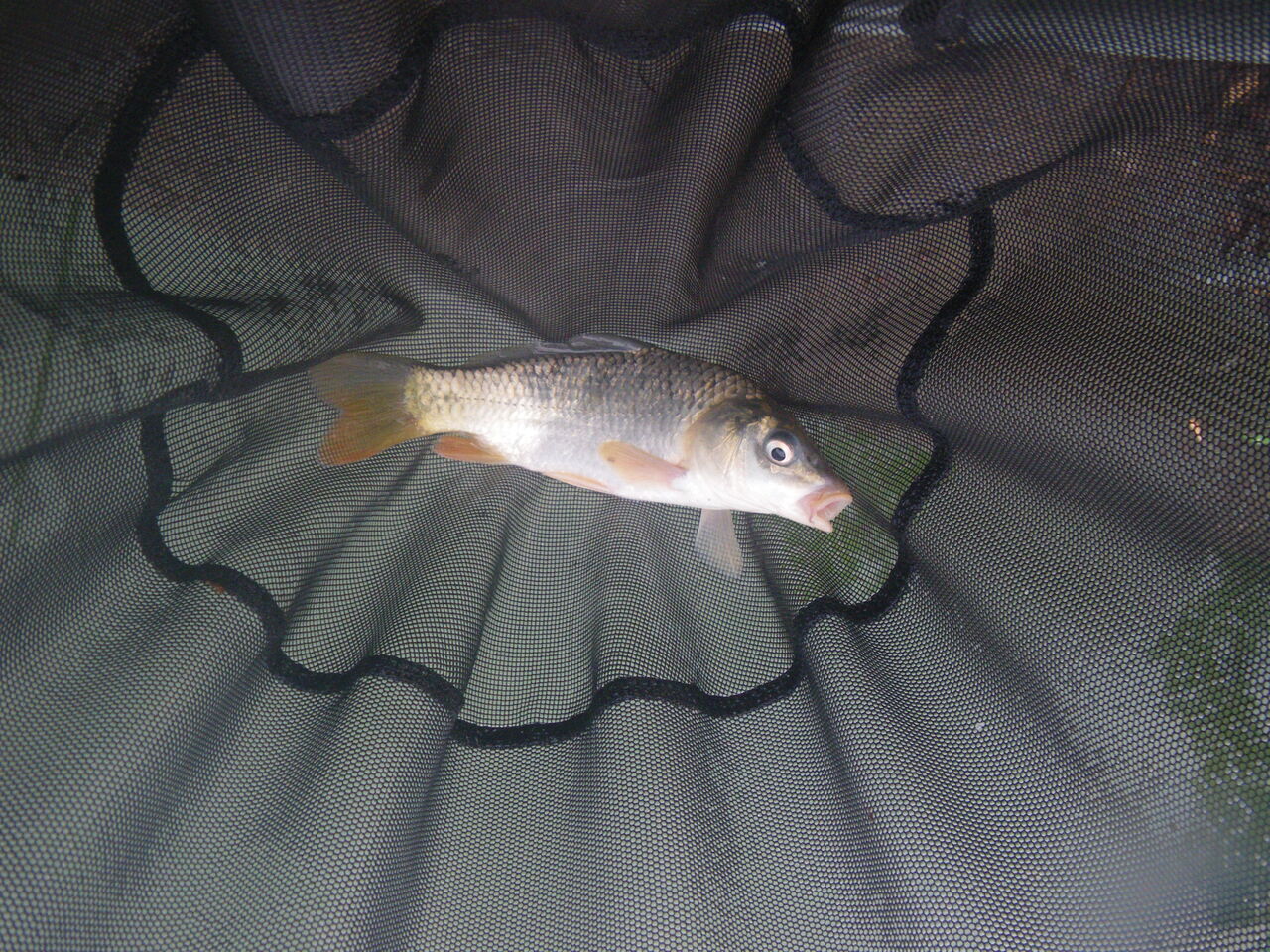 伊佐沼でまりも いつも魚が釣りたい