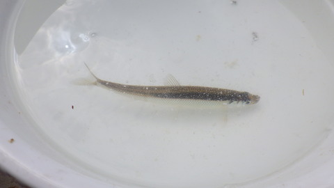 RIMG0655