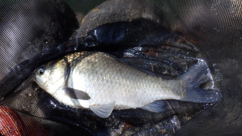 RIMG0652
