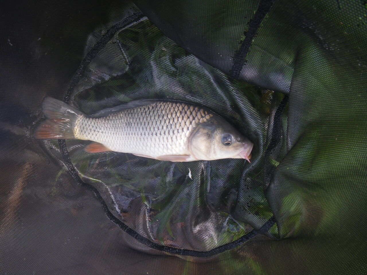 伊佐沼でまりも いつも魚が釣りたい