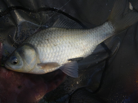 びんぬまはたき いつも魚が釣りたい