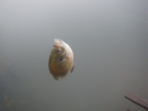IMGP0533