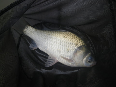 IMGP0610