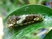 R0020188_アゲハの4齢幼虫か_20090818