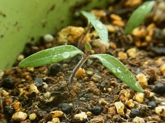 R0060346_こぼれ種発芽ミニトマト_20140413