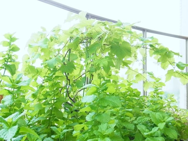 R0050430_�֥ɥ��ǥ饦����_20120610