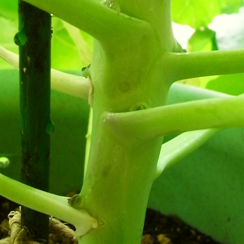 R0021520_芽キャベツ_20091025