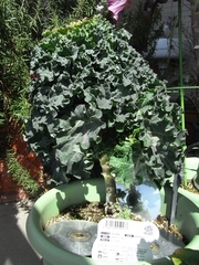 R0023634_芽キャベツ_20100314