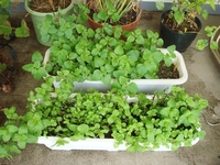 DSC06180_レモンバームとスペアミント_20080721