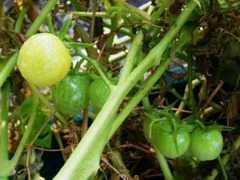 R0046191_ߥ˥ȥޥȥμ_20111105