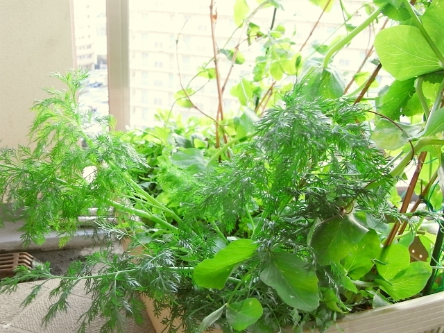 こぼれ種ディルの生長 Kochan S ベランダ菜園blog マンションガーデニング 家庭菜園 仙台グルメ キャンペーン情報等