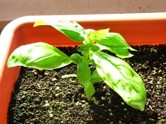 R0026307_バジル挿し芽株_20100717