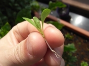 R0016477_������δְ����ܿ�_20090412