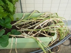 R0061202_ニンニク_20140621