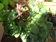 R0016407_�ߥ˥����������Ƥӳ���_20090410