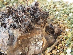 R0045611_��������庬����_20111008